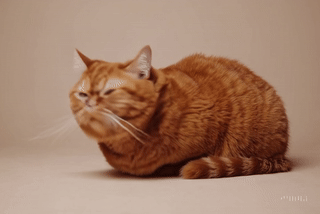 Katze auf der Zeitkoker